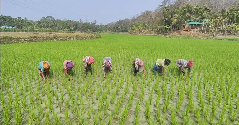 ধানের খেতে কাজ করছেন পাহাড়ি নারী শ্রমিকরা